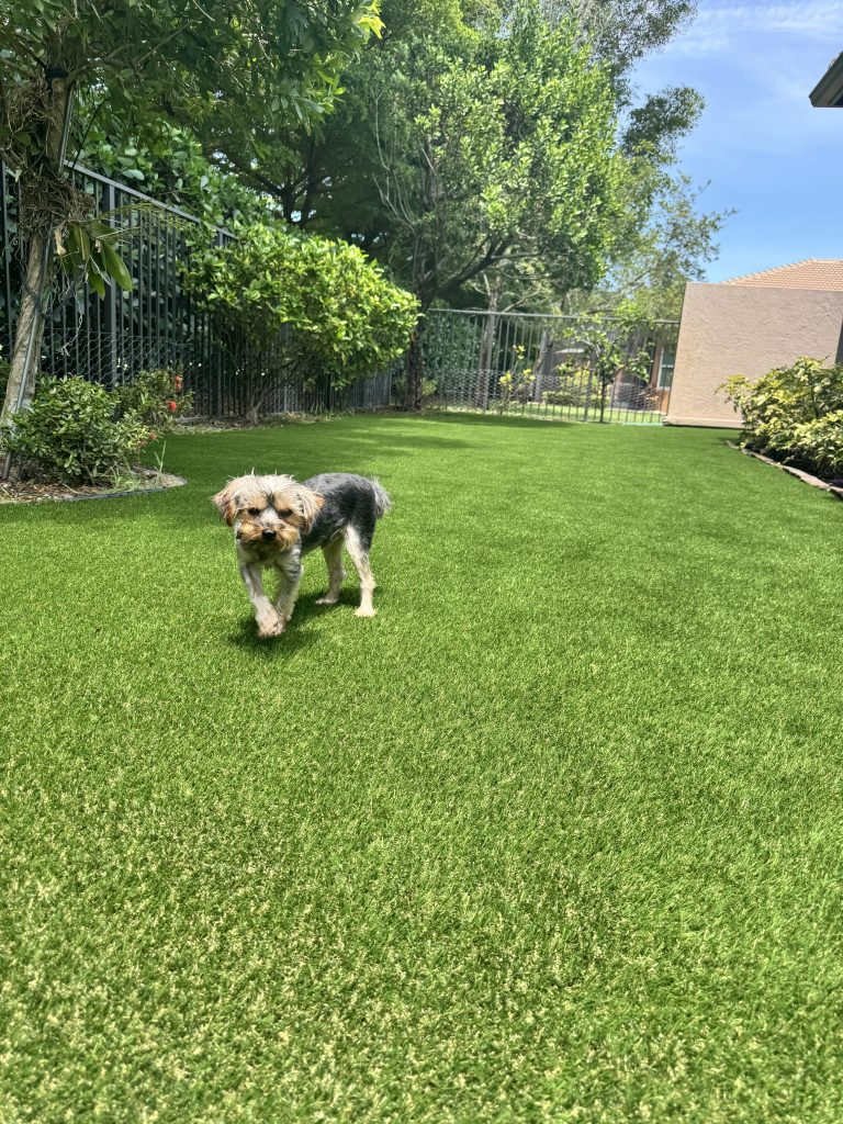 Cleaning artificial turf in Wellington